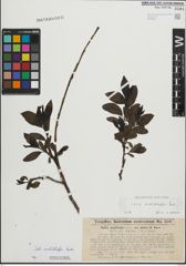 Foto von Salix mielichhoferi Saut.
